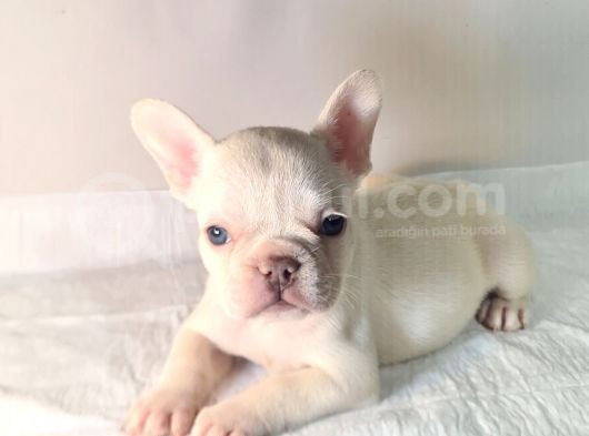 Saglik Garantili Ev Ortaminda Exotic French Bulldog görsel