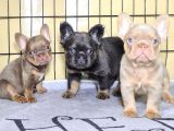 Saglik Garantili Ev Ortaminda Exotic French Bulldog
