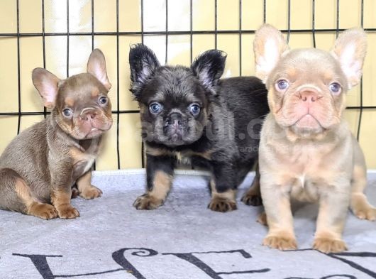 Saglik Garantili Ev Ortaminda Exotic French Bulldog görsel
