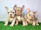 Saglik Garantili Ev Ortaminda Exotic French Bulldog
