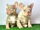 Saglik garantili ev ortaminda exotic french bulldog