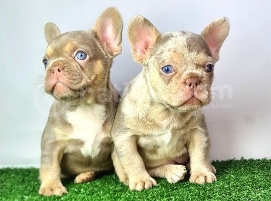 Saglik Garantili Ev Ortaminda Exotic French Bulldog