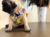 Pug mops sıfır burun gül kuyruk