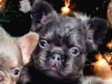 Saglik Garantili Ev Ortaminda Exotic French Bulldog