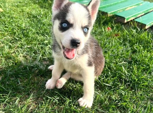Orjinal Husky Sibirya Kurdu Beyaz Ve Siyah Beyaz görsel