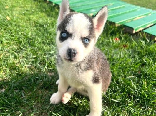 Orjinal Husky Sibirya Kurdu Beyaz Ve Siyah Beyaz
