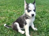 Orjinal Husky Sibirya Kurdu Beyaz Ve Siyah Beyaz