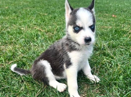 Orjinal Husky Sibirya Kurdu Beyaz Ve Siyah Beyaz görsel