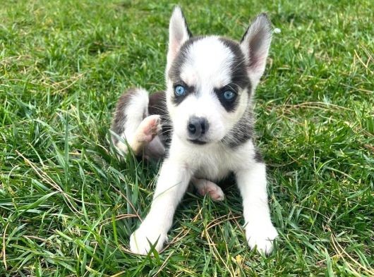 Orjinal Husky Sibirya Kurdu Beyaz Ve Siyah Beyaz görsel