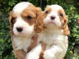 Irırkının En Güzel Örneği Cavalier King Charlies Yavrular