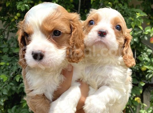 Irırkının En Güzel Örneği Cavalier King Charlies Yavrular görsel
