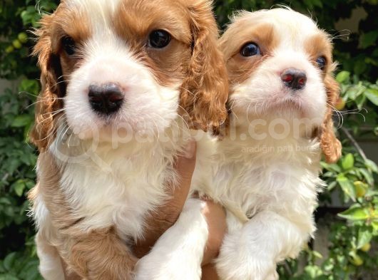 Irırkının En Güzel Örneği Cavalier King Charlies Yavrular