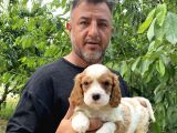 Irırkının En Güzel Örneği Cavalier King Charlies Yavrular