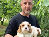 Irırkının En Güzel Örneği Cavalier King Charlies Yavrular