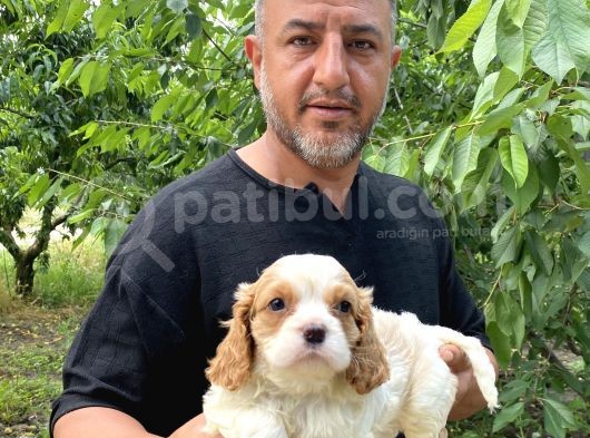 Irırkının En Güzel Örneği Cavalier King Charlies Yavrular görsel