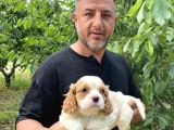 Irırkının En Güzel Örneği Cavalier King Charlies Yavrular