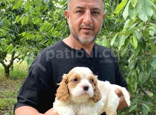 Irırkının En Güzel Örneği Cavalier King Charlies Yavrular görsel