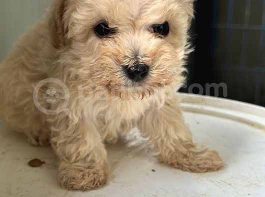 Maltipoo Yavrularımız görsel