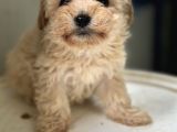 Maltipoo Yavrularımız