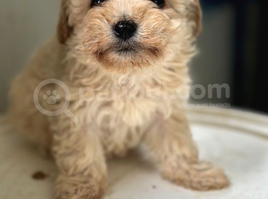 Maltipoo Yavrularımız görsel
