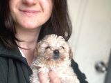 Maltipoo Yavrularımız