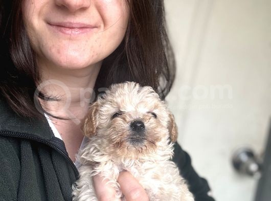 Maltipoo Yavrularımız görsel