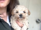 Maltipoo Yavrularımız