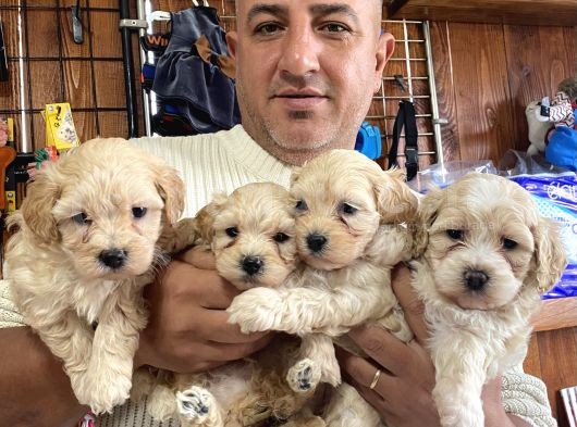 Iırkının En Güzelleri Maltipoo Yavrularımız