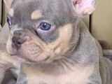 Saglik Garantili Ev Ortaminda Exotic French Bulldog