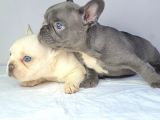 Saglik Garantili Ev Ortaminda Exotic French Bulldog