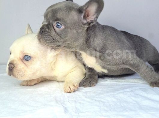 Saglik Garantili Ev Ortaminda Exotic French Bulldog görsel