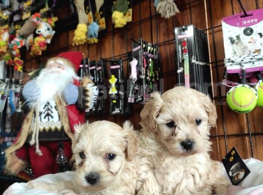 A Kali̇te Maltipoo Yavrularımız görsel