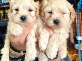 A Kali̇te Maltipoo Yavrularımız