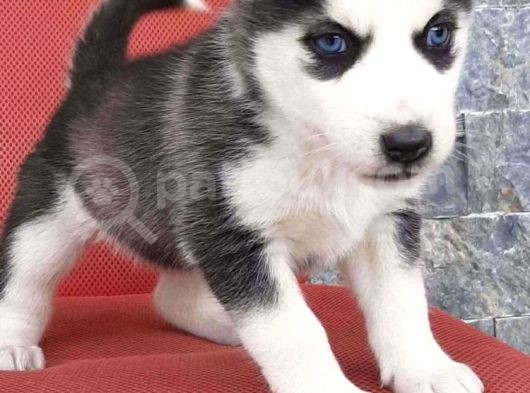Sağlık Ve Irk Garantili Erkek Husky görsel