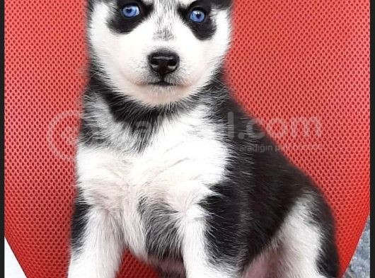 Sağlık Ve Irk Garantili Erkek Husky