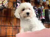 BEMBEYAZ MALTESE TERRİER 0 NUMARA