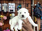 Mükemmel kalitede samoyed bebekler için acele edin 