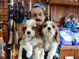 Harika Cavalier King Charles Yavrularımız