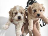 Harika Cavalier King Charles Yavrularımız