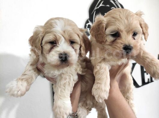 Harika Cavalier King Charles Yavrularımız görsel