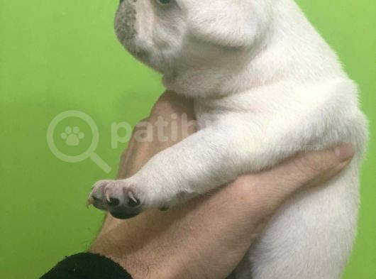 FRENCH BULDOG LİLAC-TAN-CREAM-PLATİNİUM YAVRULAR