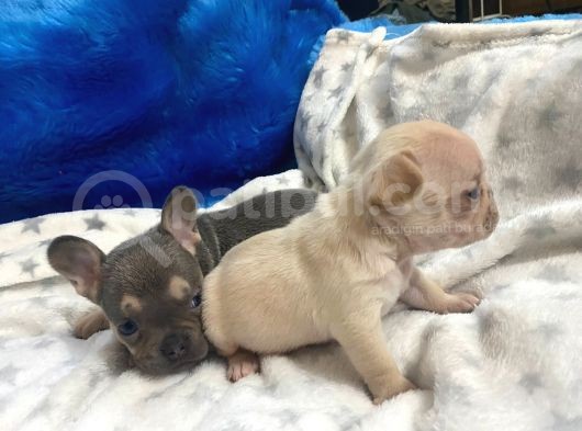 French Buldog Li̇lac-Tan-Cream-Plati̇ni̇um Yavrular görsel