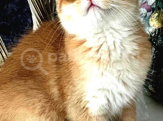 British Shorthair Golden Bebekler görsel