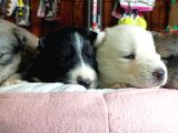 Harika Cavalier King Charles Yavrularımız