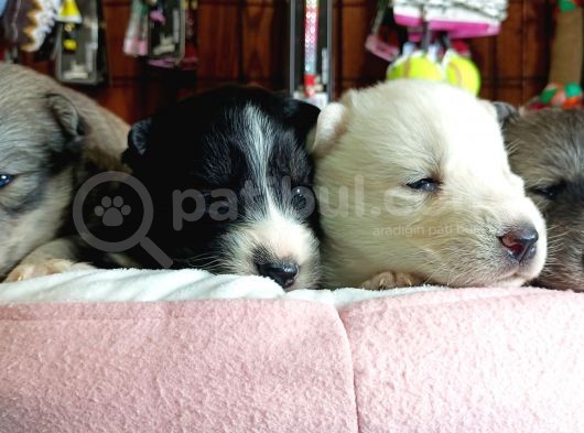 Harika Cavalier King Charles Yavrularımız görsel
