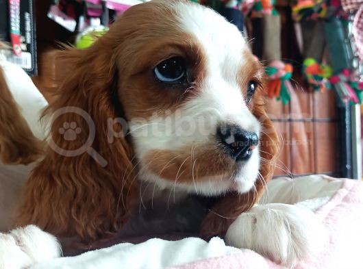 Harika Cavalier King Charles Yavrularımız görsel