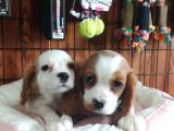 Harika Cavalier King Charles Yavrularımız