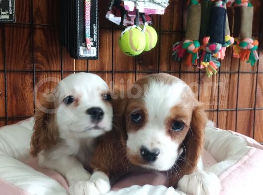 Harika Cavalier King Charles Yavrularımız görsel