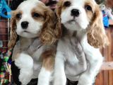 Harika Cavalier King Charles Yavrularımız