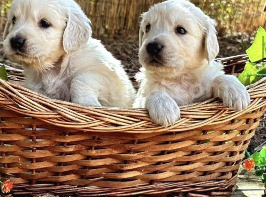 Safkan Golden Retri̇ever Yavrulari görsel